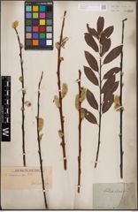 Foto von Salix daphnoides Vill.